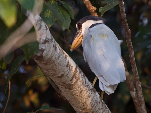 Boat-billed Heron boat_billed_heron_205759.psd