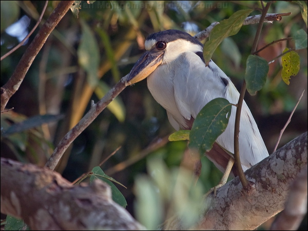 Boat-billed Heron boat_billed_heron_205770.psd