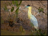 capped_heron_203391