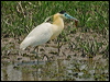capped_heron_203676