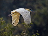 capped_heron_203693