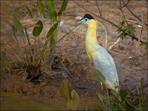 Capped Heron capped_heron_203391.psd