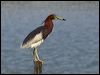 chinese_pond_heron_142149