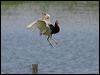 chinese_pond_heron_142151