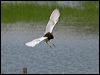 chinese_pond_heron_142152