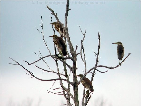 Chinese Pond Heron chinese_pond_heron_06845.jpg