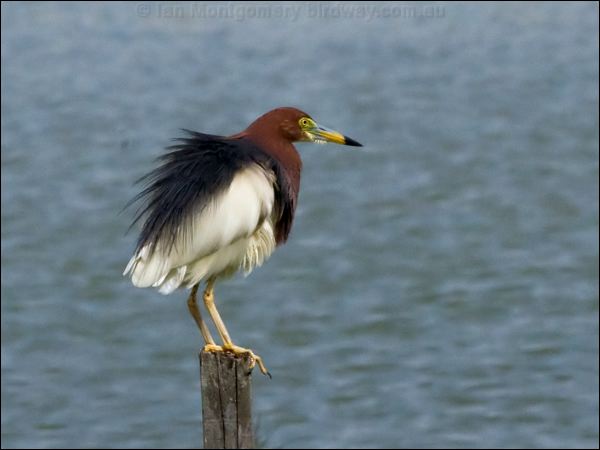 Chinese Pond Heron chinese_pond_heron_142142.psd