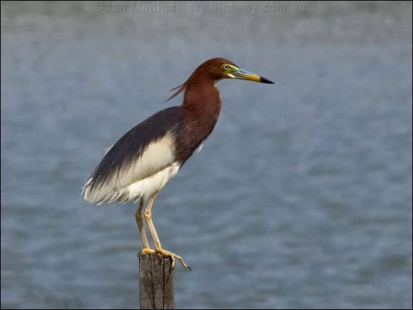 Chinese Pond Heron chinese_pond_heron_142149.psd