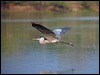 cocoi_heron_202674