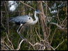 cocoi_heron_202780