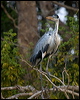 cocoi_heron_202782
