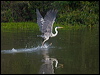 cocoi_heron_202833
