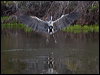 cocoi_heron_202839