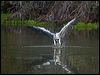 cocoi_heron_202840