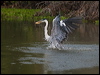 cocoi_heron_202842