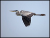 cocoi_heron_205412