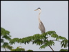 cocoi_heron_26838
