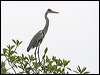cocoi_heron_27197