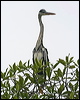 cocoi_heron_27205