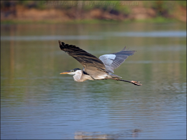 Cocoi Heron cocoi_heron_202674.psd