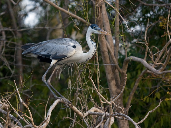Cocoi Heron cocoi_heron_202780.psd