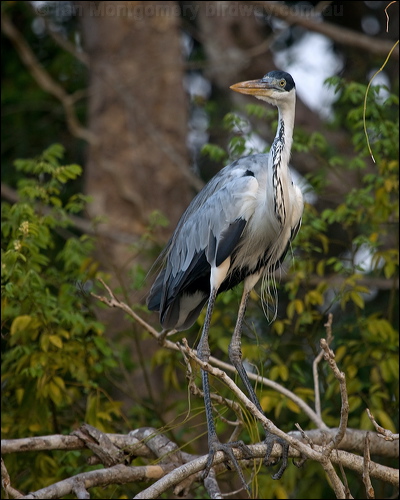 Cocoi Heron cocoi_heron_202782.psd