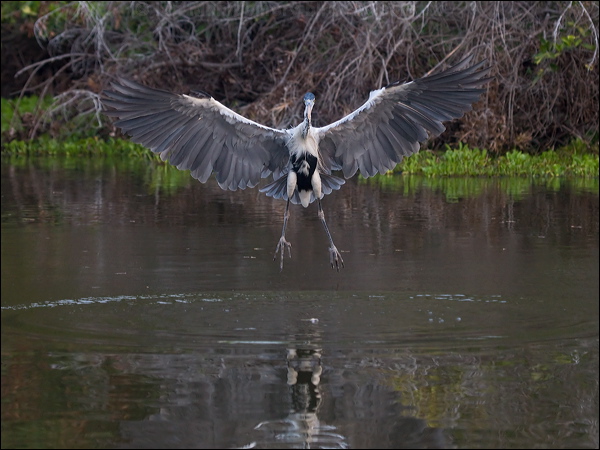 Cocoi Heron cocoi_heron_202839.psd