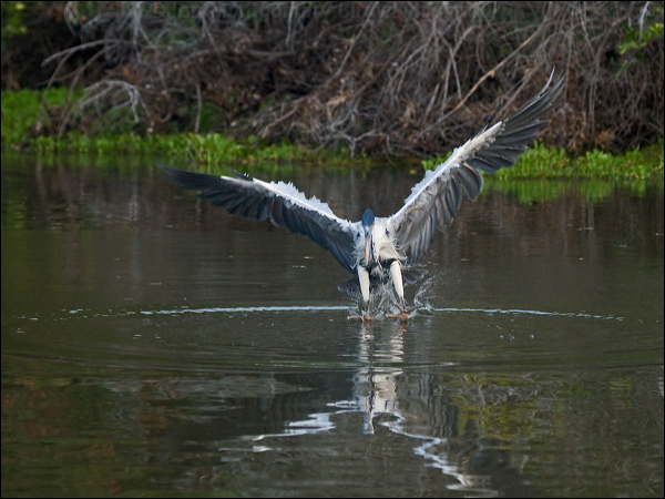Cocoi Heron cocoi_heron_202840.psd