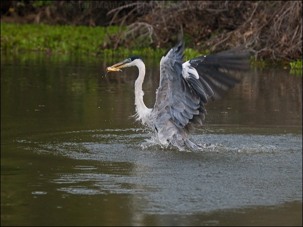 Cocoi Heron cocoi_heron_202842.psd