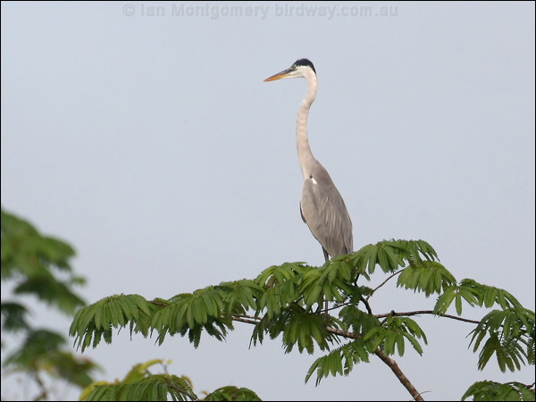 Cocoi Heron cocoi_heron_26838.jpg