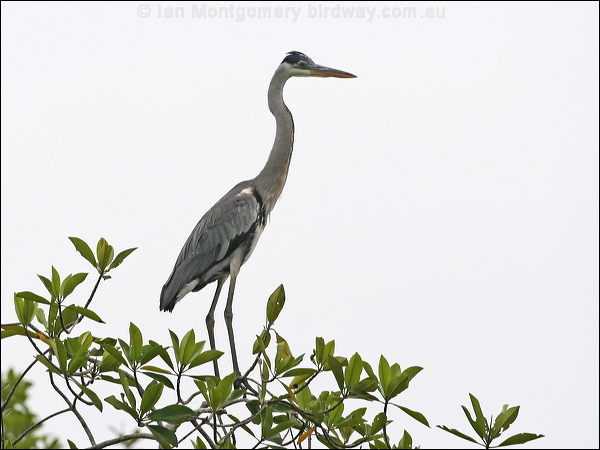 Cocoi Heron cocoi_heron_27197.jpg