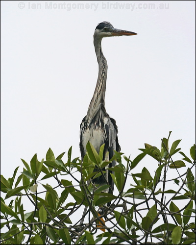 Cocoi Heron cocoi_heron_27205.jpg