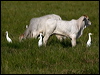 east_cattle_egret_104315