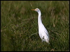 east_cattle_egret_104320