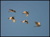 east_cattle_egret_13670