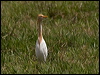 east_cattle_egret_150711