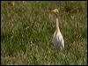 east_cattle_egret_150713