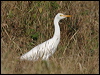 east_cattle_egret_15450