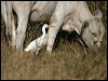 east_cattle_egret_15452