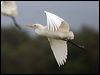 east_cattle_egret_182278