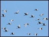 east_cattle_egret_37554