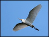 east_cattle_egret_37557