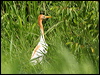 east_cattle_egret_62990