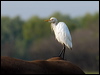 east_cattle_egret_91867
