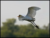 east_cattle_egret_91869