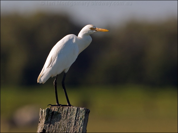 Eastern Cattle Egret east_cattle_egret_104435.psd