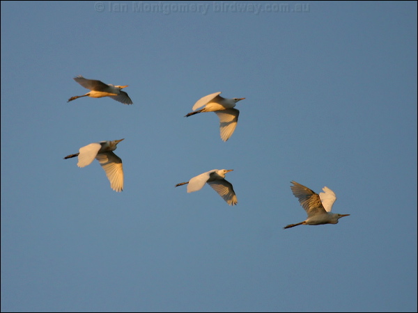 Eastern Cattle Egret east_cattle_egret_13670.jpg