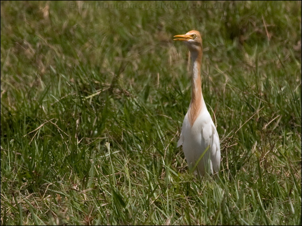 Eastern Cattle Egret east_cattle_egret_150713.psd