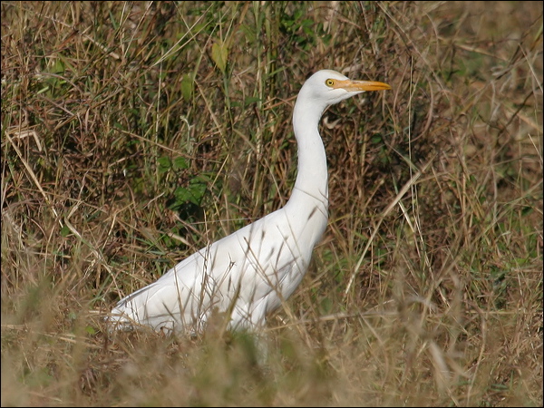 Eastern Cattle Egret east_cattle_egret_15450.jpg