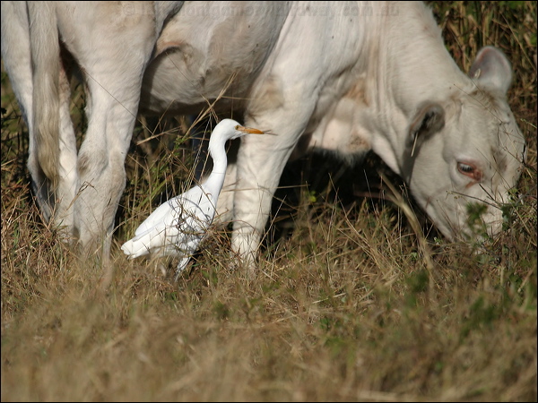 Eastern Cattle Egret east_cattle_egret_15452.jpg